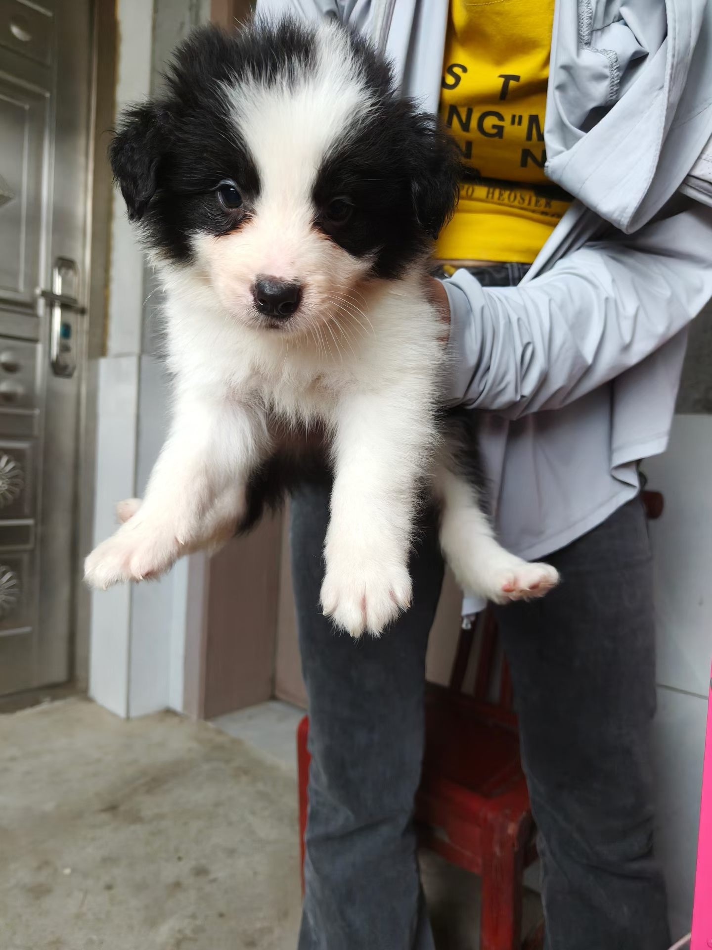 边境牧羊犬 300带走 弟弟妹妹都有